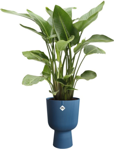 Elho Vibes Fold Coupe 30 - Bloempot voor Binnen - 100% Gerecycled Plastic - Ø 29.5 x H 44.7 cm - Die